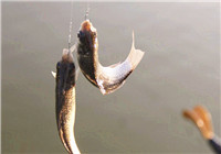 自制釣鰱鳙餌配方的調配過程
