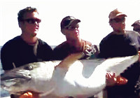 《海钓视频》 钓友海钓擒获巨物 手术帮助大鱼重回大海
