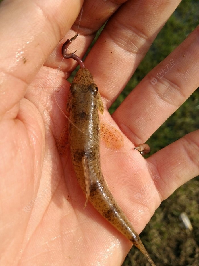 麻家愣,又叫肉實甲.渾身是肉,趴地虎 最鬧蚯蚓的小魚.