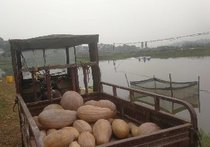 聚鑫農業稻蝦塘魚生態養殖合作社天氣預報