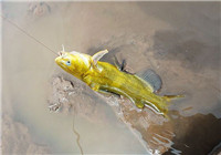 钓黄颡鱼的四种常见技巧