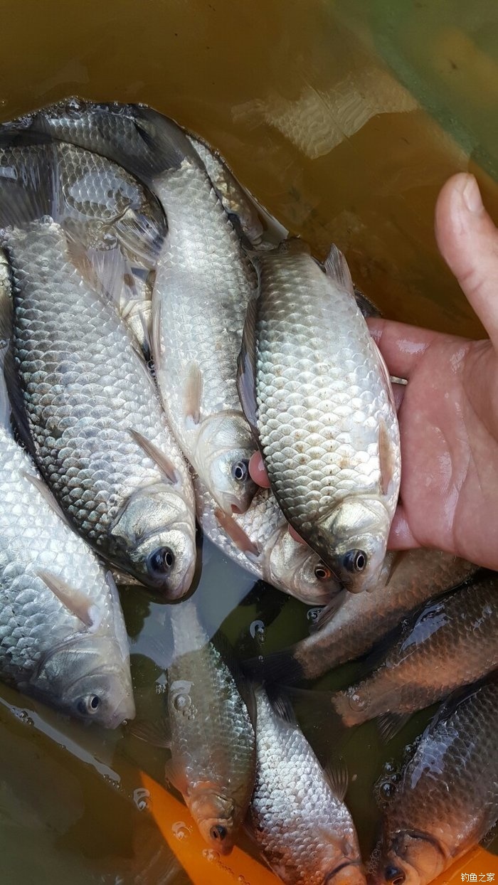 今天口还行 红虫饵料钓鲫鱼 