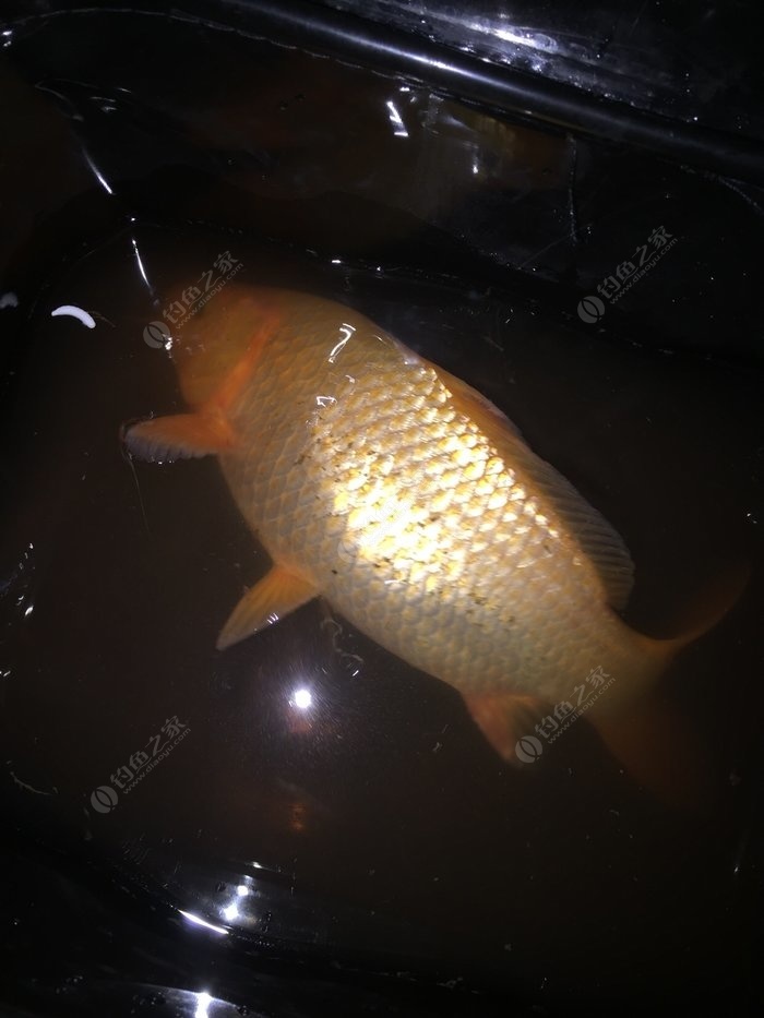 温州红田鱼图片