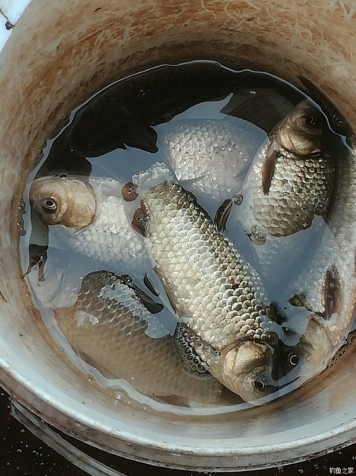 週末小雨天擒小板 蚯蚓餌料釣鯽魚