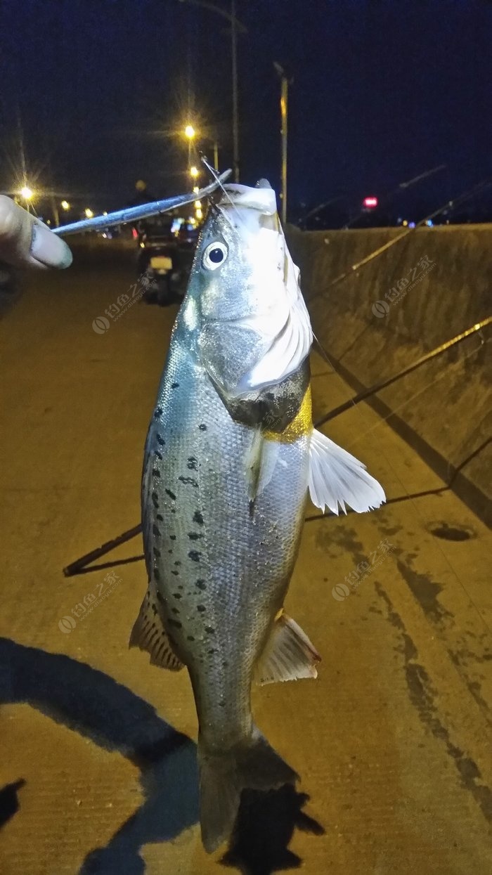 金洲桥夜钓鲈鱼,还要十个字!