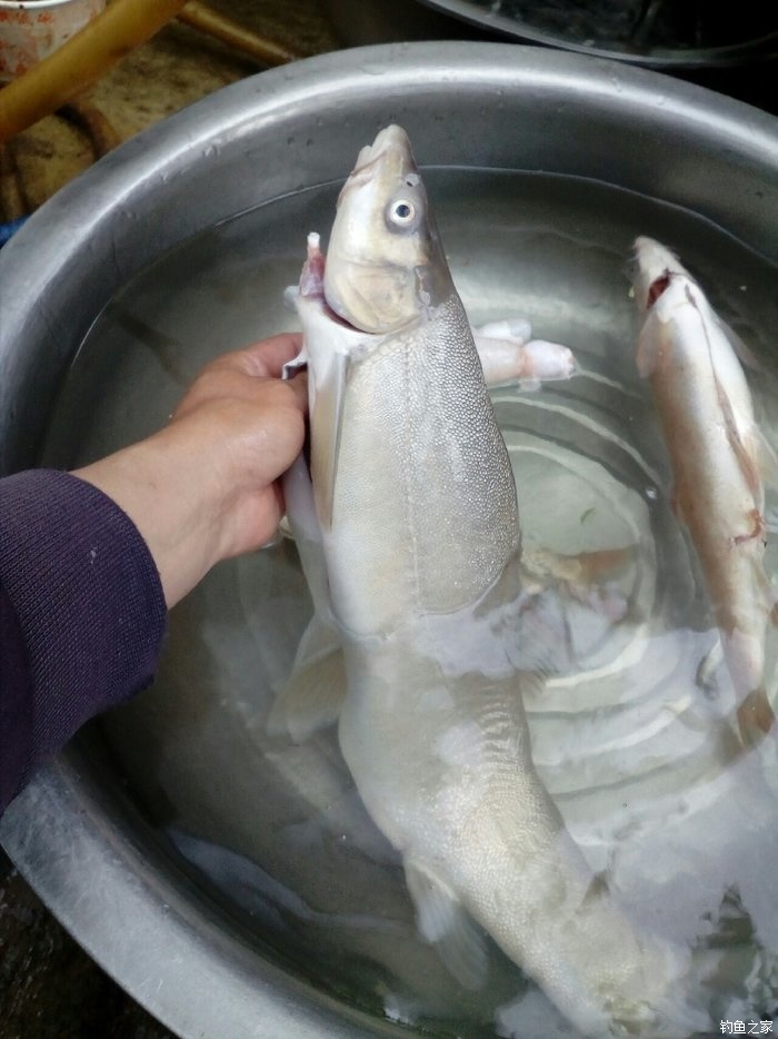 澜沧江的鱼种图片
