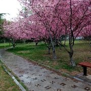 雨后试钓荷花池