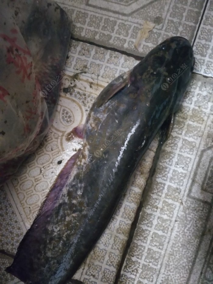 野生江鲢鱼图片图片