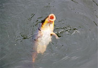 夏秋台钓鲤鱼常用技巧