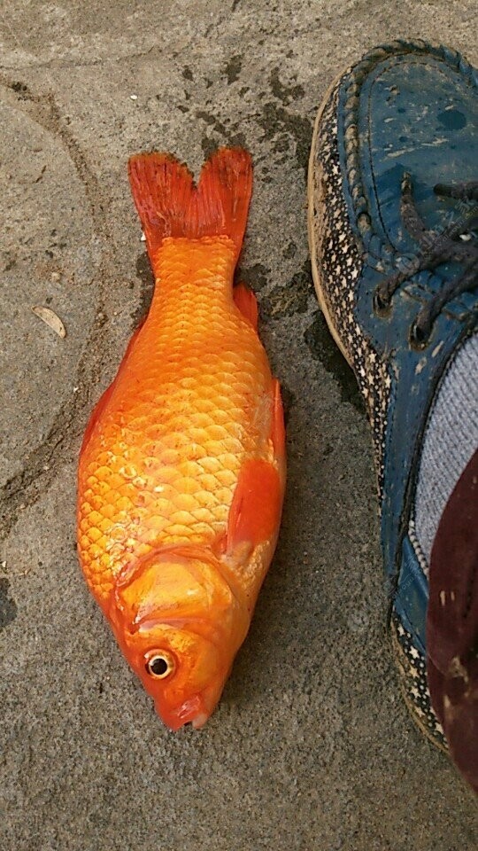 大红鱼 喀纳斯图片