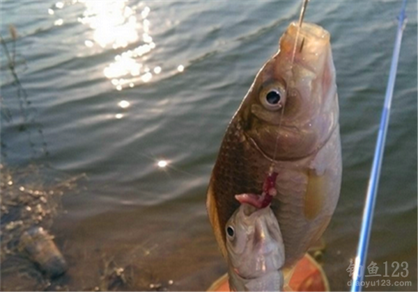 釣鯽魚(yú)