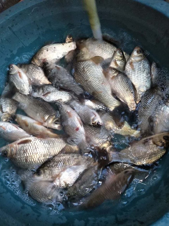 野釣的收穫的一部分. 老鬼餌料釣鯽魚