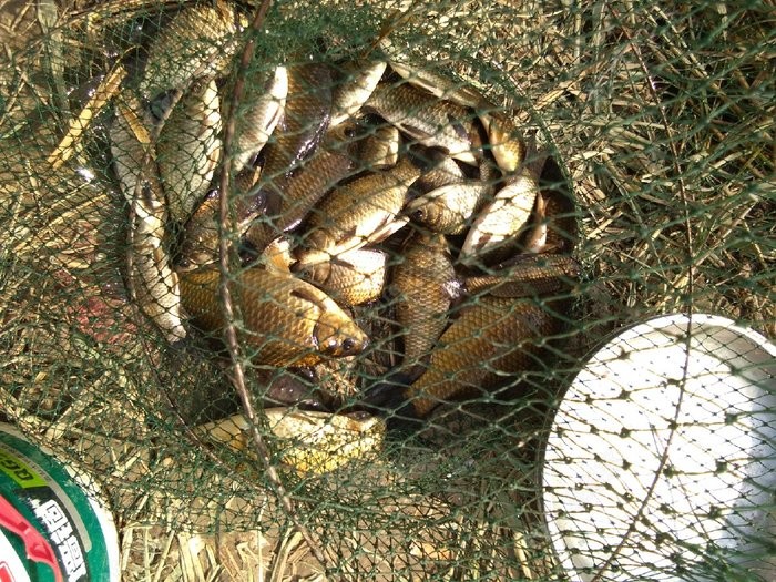 長竿短線釣草窩 蚯蚓餌料釣鯽魚 - 釣魚之家