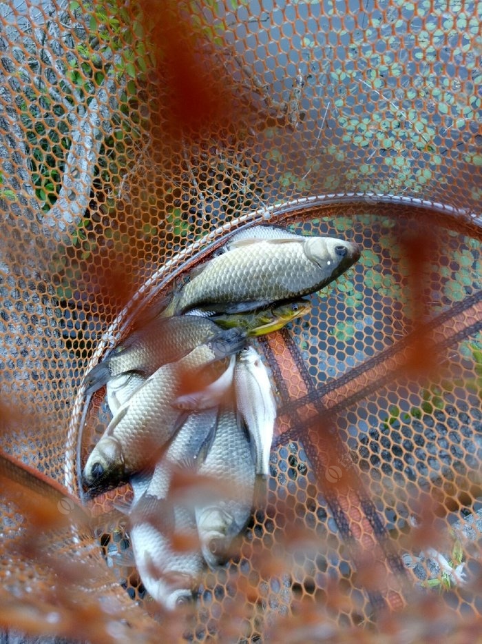 最後是今天的魚獲,目標魚鯉魚一直磨磨唧唧的只冒泡不咬鉤.