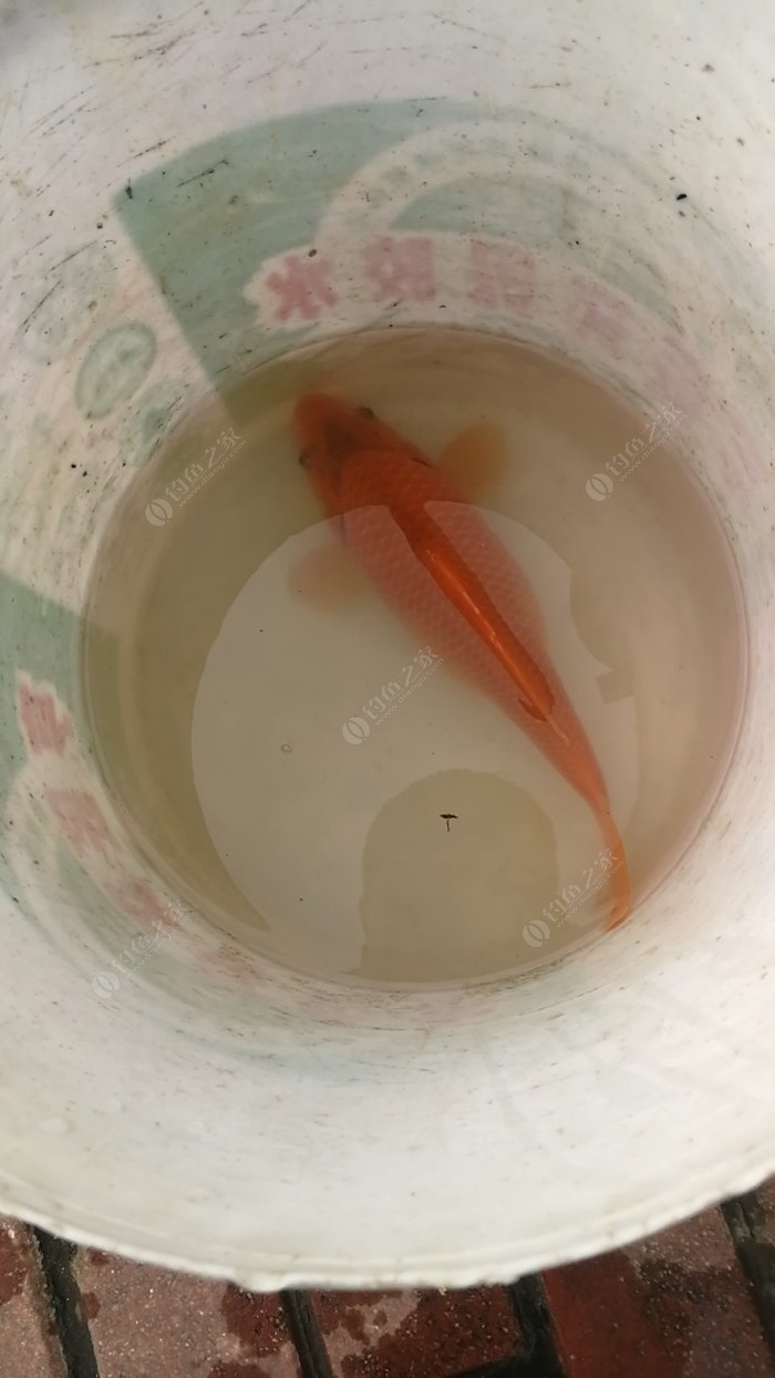 红鲤鱼怀孕图片图片