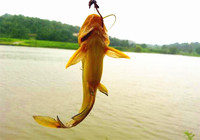 夏季钓黄颡鱼饵料选择思路与打窝技巧
