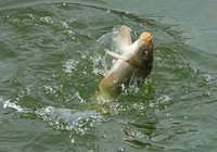 春季钓鱼渔具选择技巧分享