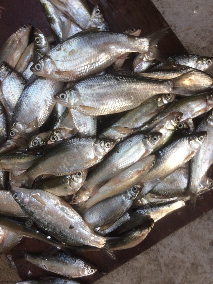 頭次釣了這種魚,鯿魚又不像,白魚又不是,嘴很小,力道比鯽魚大,有點