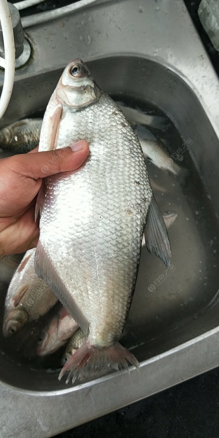 家門口通楊運河玩會兒,收穫大鯿魚 - 釣魚之家