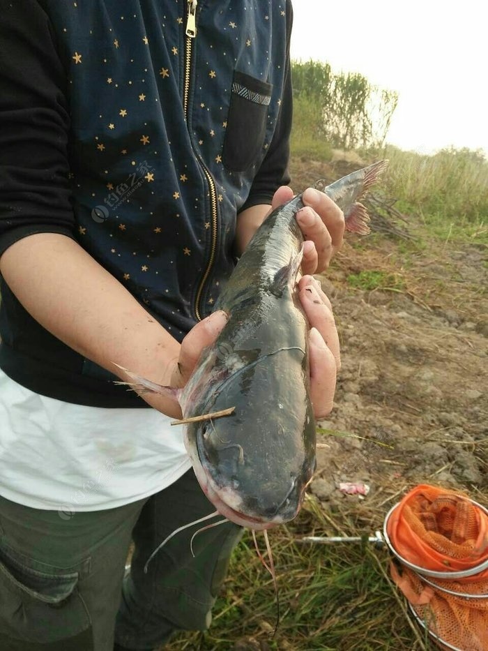 长江钓鳊鱼图片