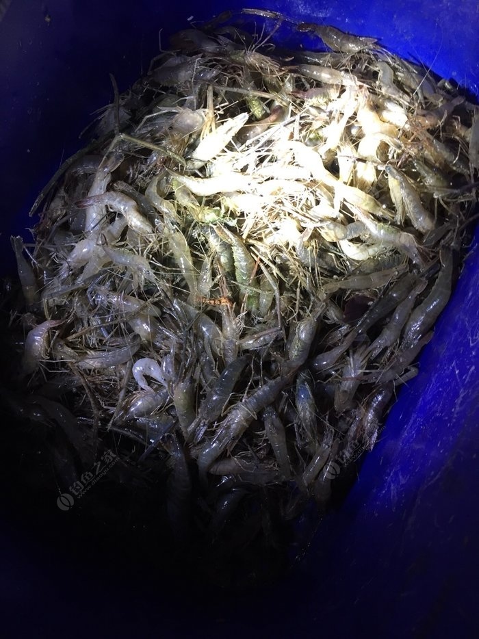 偶然发现野河很多河虾,于是抓了一晚上