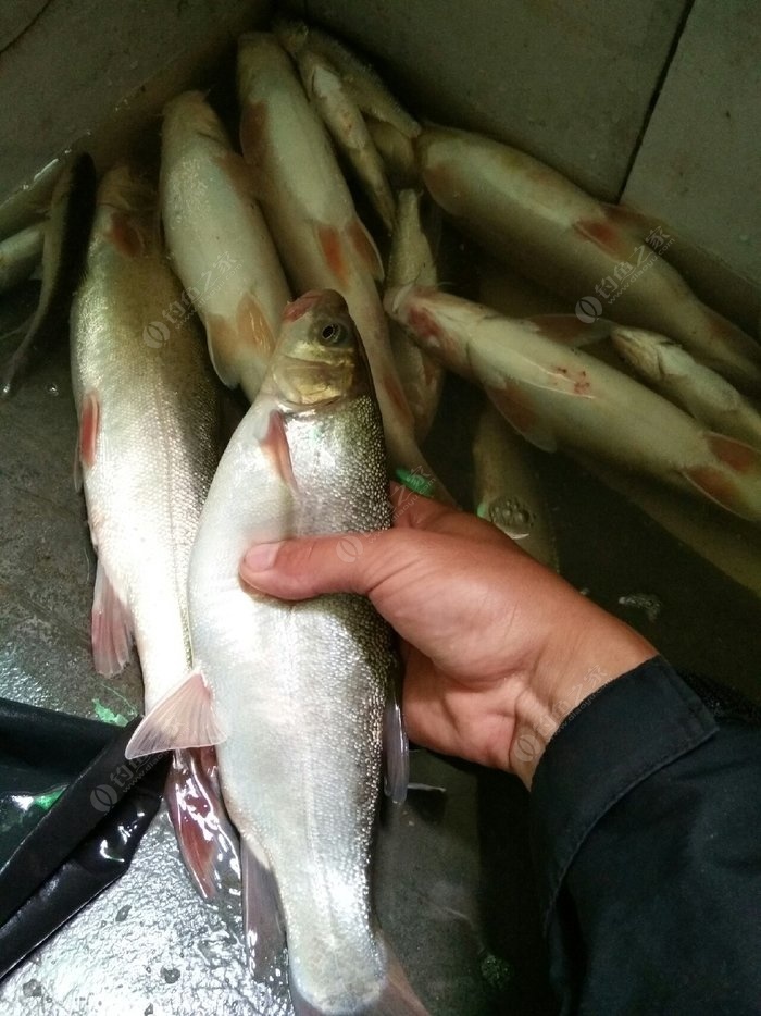 老鬼饵料钓鲤鱼