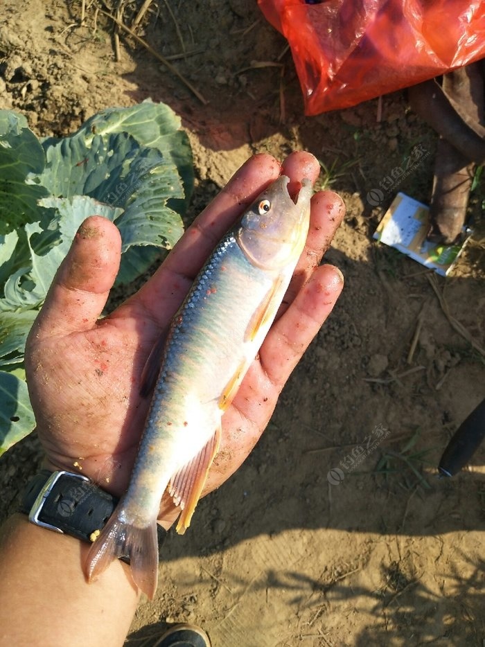 我的大鱼呢 老鬼饵料钓马口鱼