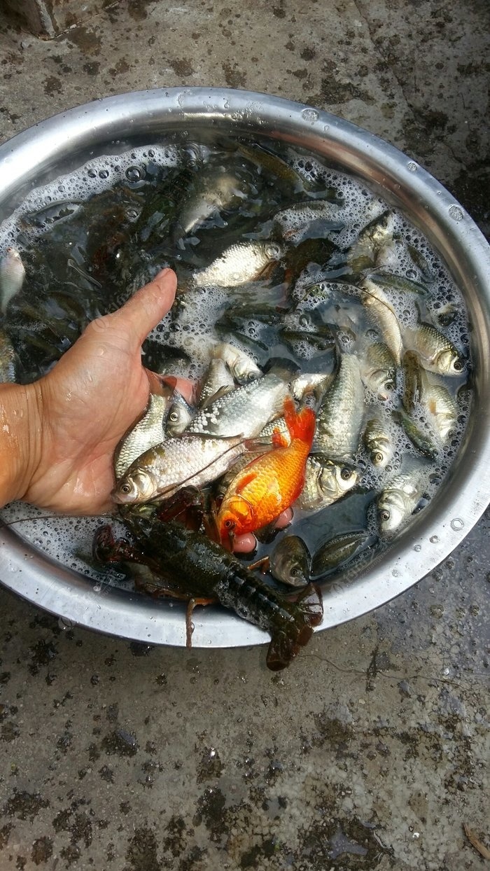 自然水域钓鱼钓了条金鱼