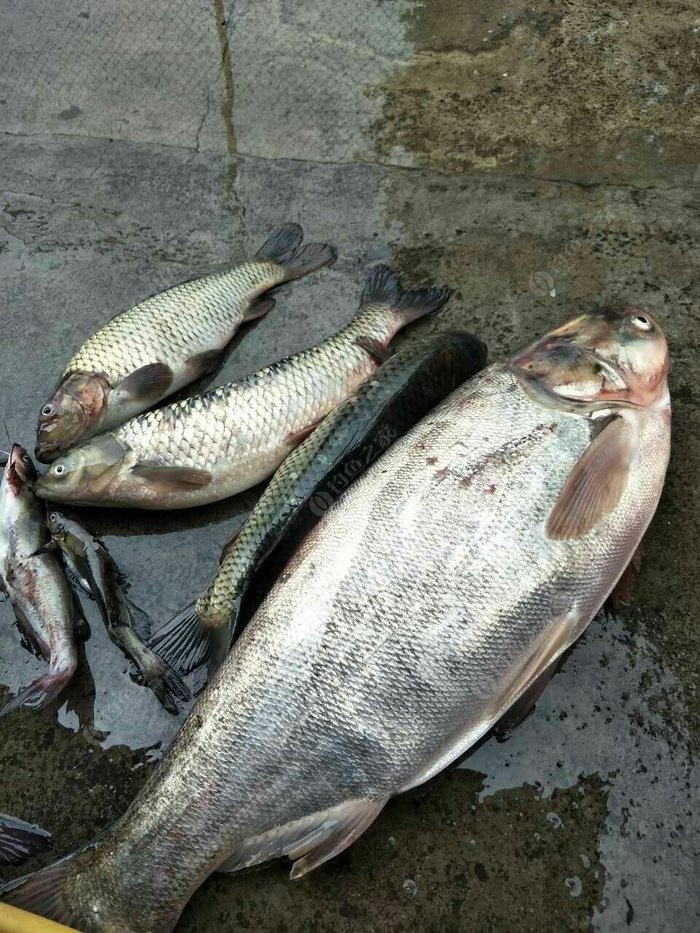 15斤大白鲢鱼图片图片