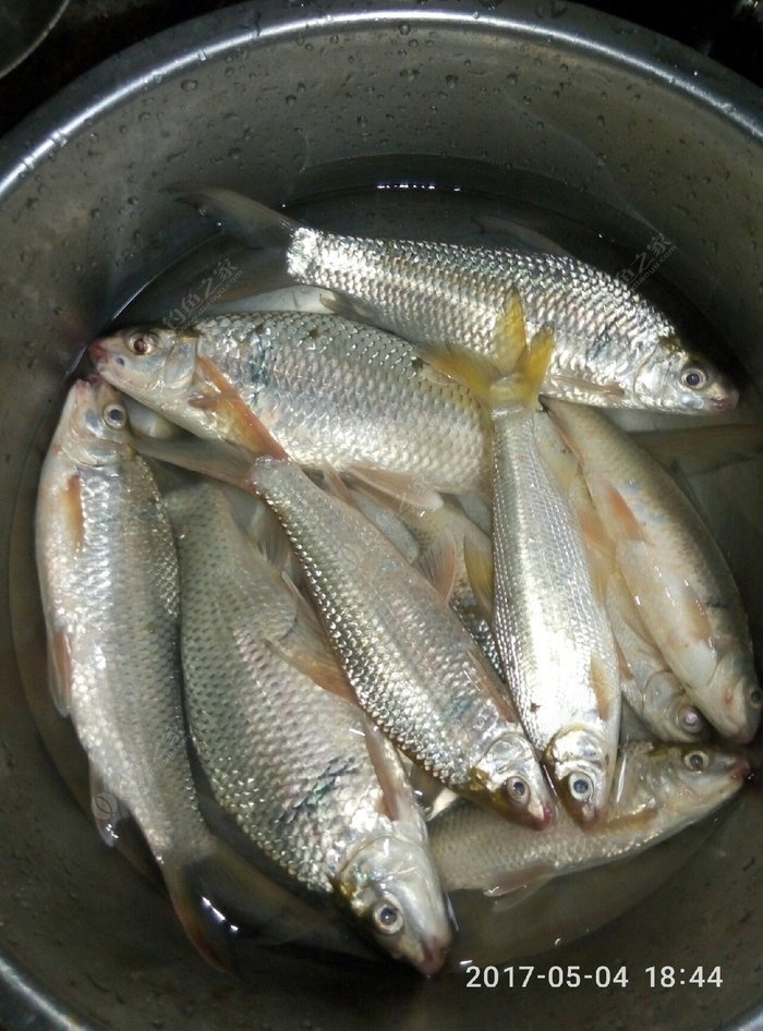 钓  场: 西江 饵  料: 湘霸 鱼  种: 鳊鱼,鲮鱼 虽然渔获不多