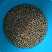 玉米、小麦、玉米碴制作窝料