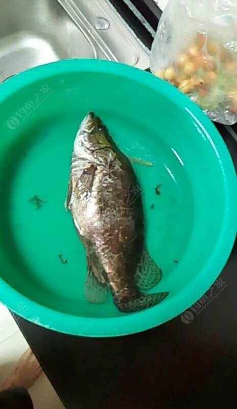 野生大桂魚