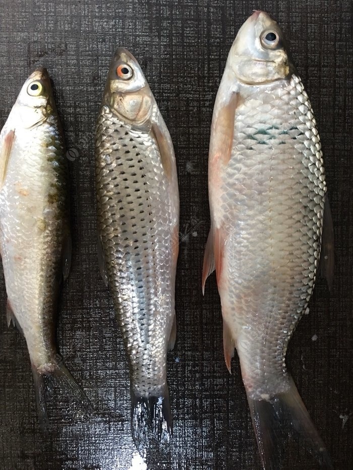 夏日大作戰之狂風暴雨擒鯪魚