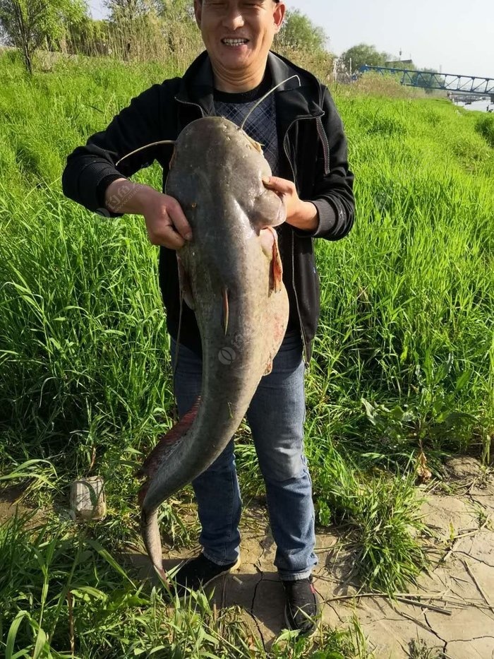 我朋友在长江钓的大鲶鱼