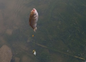生态鱼垂钓塘