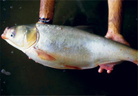 常见的淡水鱼种生活习性解析（三）