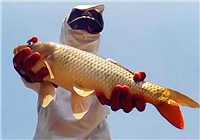 《钓鱼实战》 第40期 麦子作钓杭州湾，湿地公园狂拔鲤鱼