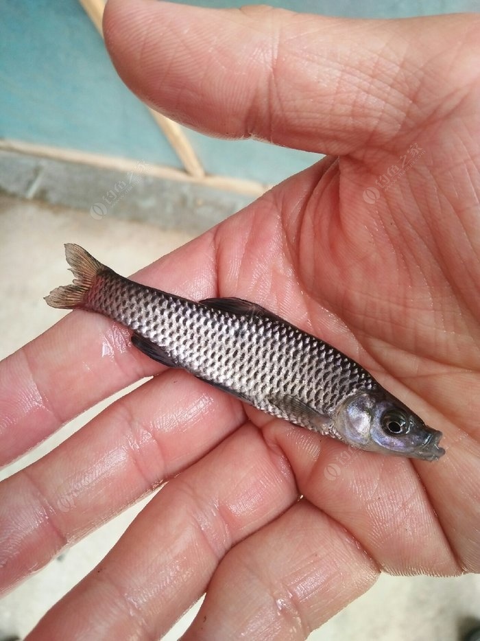 野生小河魚,就是不知道品種