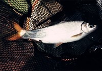 分析常见鱼种的生活习性