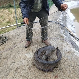 田坝巨物钓场