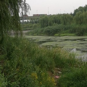 小清河