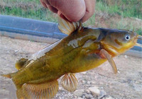 黃顙魚釣法的簡單實用的四點技巧
