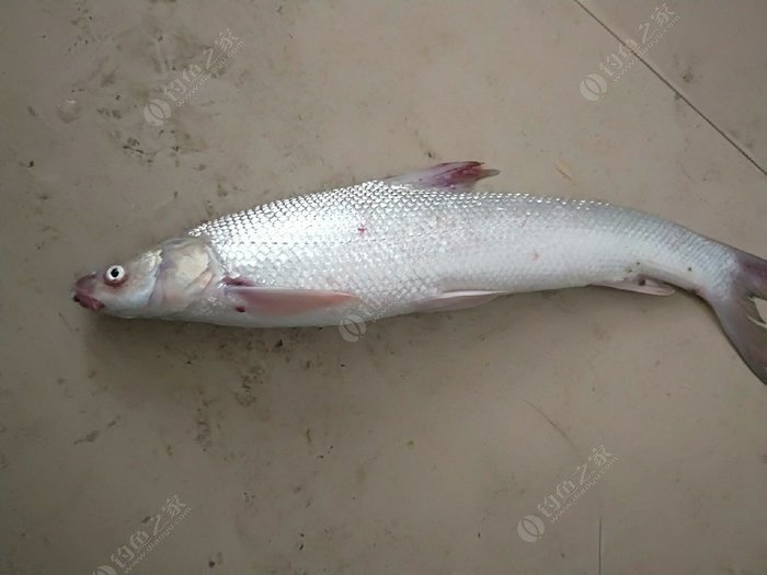 湄公河雪花鱼图片图片