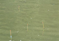 夏季江河钓鱼如何正确调漂