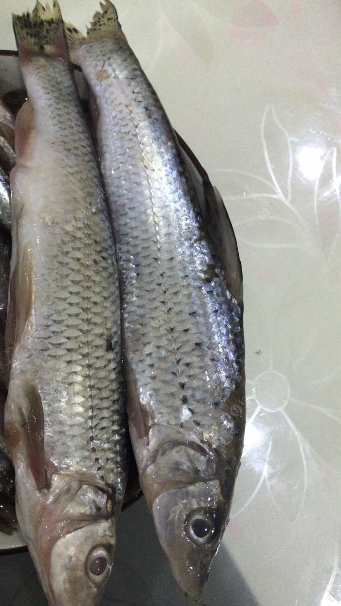 四川沱江鱼种图片