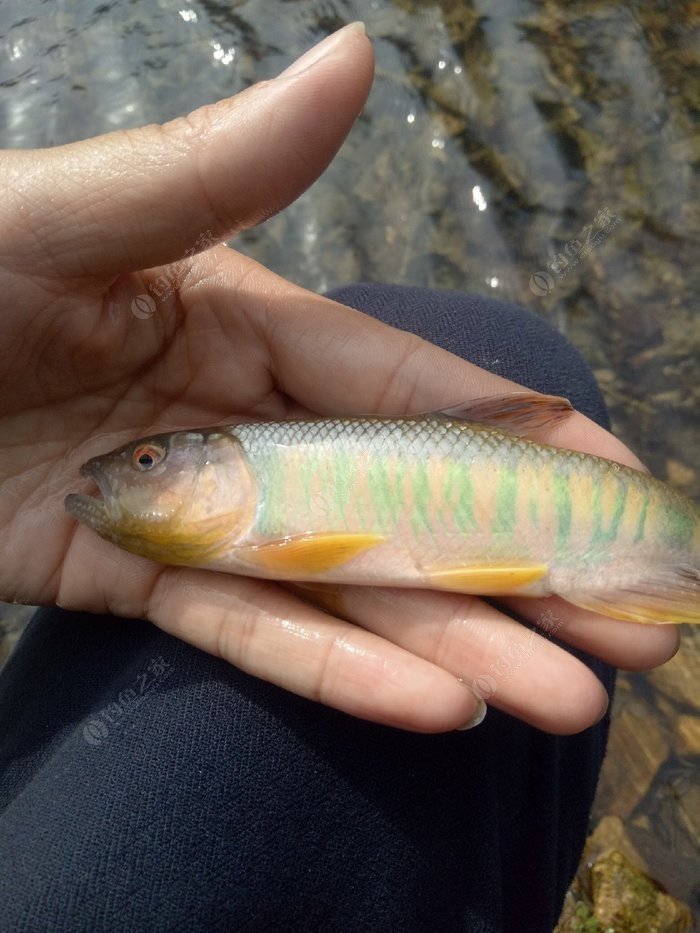 溪流钓马口,彩马连杆 