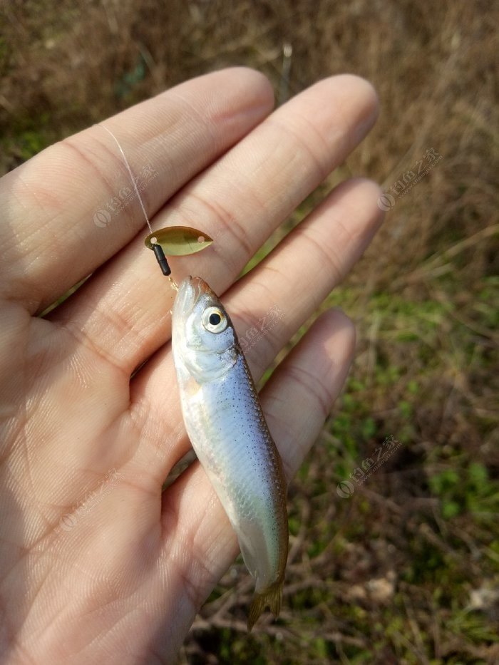 溪流钓马口,彩马连杆 