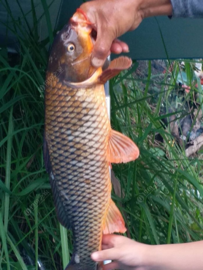 今天龙江收获金色鲤鱼一条重7 斤