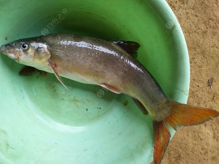 岷江鱼种类图片