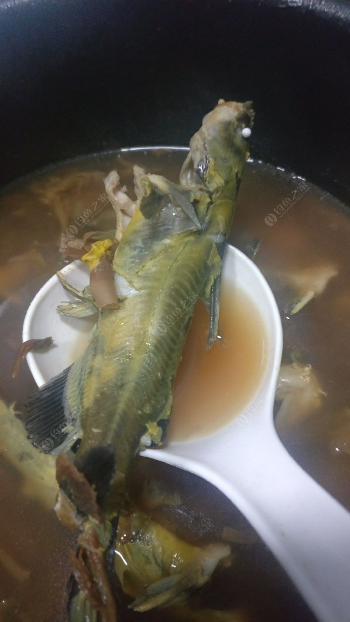 我和犭央犭茶有个约会 蚯蚓饵料钓黄颡鱼